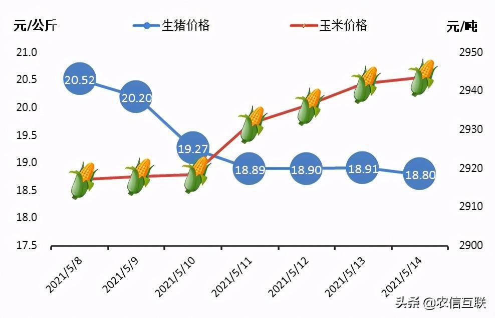 最新鲜猪肉价格，市场动态与影响因素分析